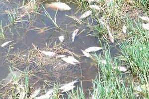 Nhà máy sô đa xả thải chui làm cá chết trắng kênh