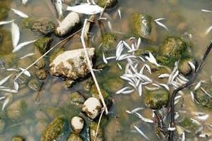 Thanh Hóa: Cá chết hàng loạt bất thường trên sông Âm