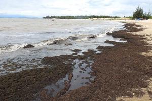 Rong biển chết khô dạt bờ hàng trăm mét tại Quảng Bình
