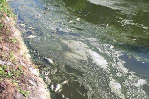 Cá chết trắng mặt hồ Mật Sơn