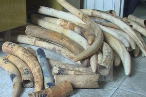 Phát hiện đầu nậu tàng trữ hàng chục chiếc ngà voi tại Hà Nội