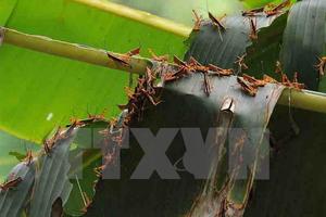 Châu chấu phủ kín, ăn trụi 9.000ha khu vực biên giới Mường Lạn