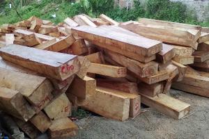 Sẽ khởi tố vụ phá rừng pơmu 
