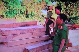 Phát hiện thêm nhiều gỗ pơmu bị chặt hạ trái phép