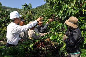 “Xin” sớm kết luận sai phạm tại Vinacafe Nam Tây Nguyên