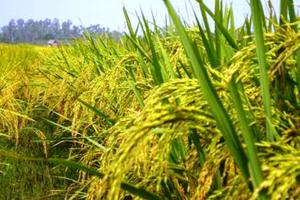 Tiêu hủy 11.716kg lúa giống gây thiệt hại tài sản của Nhà nước