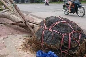 Hà Nội: Kiểm điểm đơn vị trồng cây còn nguyên vỏ bọc lưới nhựa