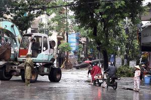 Hà Nội: Cử 30 cán bộ đi Trung Quốc học tập về kỹ thuật trồng cây