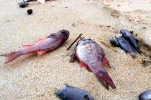 Bồi thường vụ Formosa: Không phải nhanh hay chậm, quan trọng không để sót người bị thiệt hại