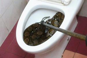 Hú vía vì trăn khổng lồ nằm cuộn tròn trong bồn cầu nhà vệ sinh
