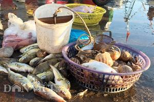 Cá "tử thần" mua bán, sơ chế công khai tại cảng, cửa biển