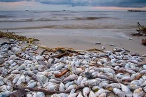 Nhiều mẫu cá tại Hà Tĩnh nhiễm chất độc xyanua, phenol