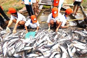 Vụ cấp khống 800 giấy lưu hành thủy sản: Viện Kiểm sát vào cuộc