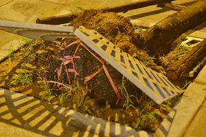 Nhiều cây xanh bật gốc trong mưa bão lộ nguyên bọc nylon