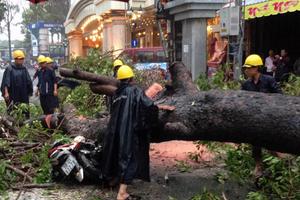 Người đi đường ở Sài Gòn lại bị cây đè trọng thương