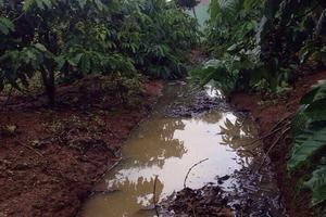 Ô nhiễm môi trường từ các hộ chăn nuôi