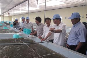 Tôm Việt đang hướng đến thị trường 7 tỷ người ăn