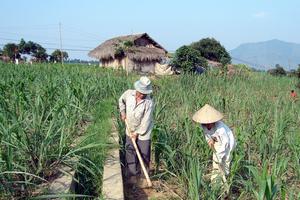 Bài toán khó của ngành Mía đường