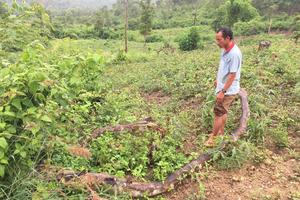 VTV và UBND tỉnh Đắk Lắk làm việc về việc dàn dựng phóng sự phá rừng