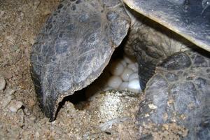 Cần khởi tố đối tượng trộm 116 trứng vích tại Côn Đảo