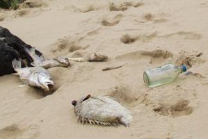 Hà Tĩnh: Loay hoay tự nhận hình thức kỷ luật sau sự cố môi trường