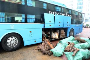 Bắt xe ô tô vận chuyển 9 bao tải gỗ Trắc