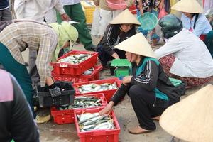 Bộ Nông nghiệp: Không có hải sản "vùng cấm" bị bán ra thị trường