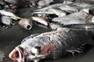 Thủ tướng kêu gọi chung tay bảo vệ môi trường