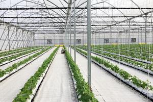  Vingroup ra mắt sản phẩm trái cây nhà kính đầu tiên