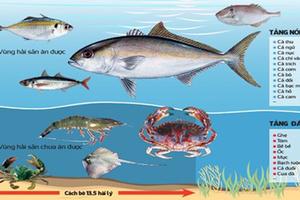 Rất khó phân biệt cá sạch và cá nhiễm độc