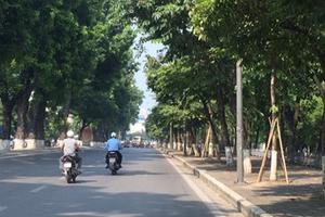 Hà Nội chặt chuyển hơn 100 cây xanh phố Kim Mã