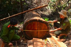 Tập trung xử lý “điểm nóng” phá rừng tại Tuy Đức