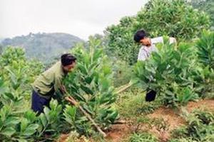 Hỗ trợ phát triển rừng