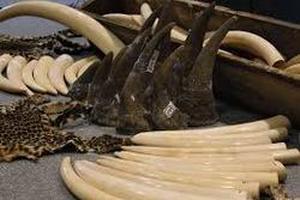 Cấm hành vi xâm hại động vật hoang dã