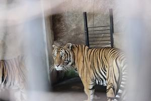 Các loài nguy cấp, quý, hiếm có được bảo vệ tốt hơn?   