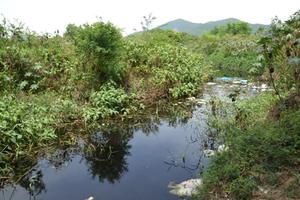 Cty TNHH Geen Farm Asia gây ô nhiễm bị phạt 427,5 triệu đồng