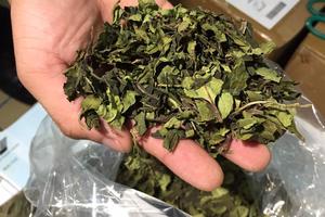 Hiểm họa ma túy cực độc mang tên Lá Khát