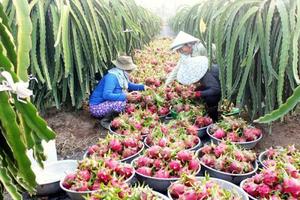 Diễn đàn Phát triển Doanh nghiệp nông nghiệp