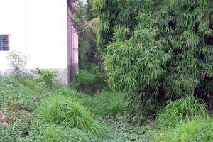 Cai Lậy (Tiền Giang): Chủ tịch huyện xử ép nữ giáo viên phải dỡ nhà