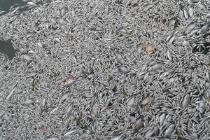 Thủ tướng yêu cầu làm rõ nguyên nhân cá chết trắng hồ Tây