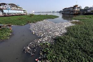Hồ Tây được cảnh báo ô nhiễm kim loại nặng cách đây 4 năm