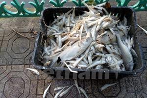Xác định nguyên nhân gây ra tình trạng cá chết hàng loạt ở Hồ Tây