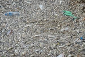 Bộ Khoa học và Công nghệ nói gì về hiện tượng cá chết ở Hồ Tây?