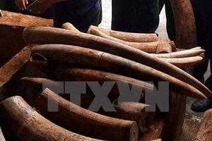 Thành phố Hồ Chí Minh: Khởi tố vụ buôn lậu trên 2 tấn ngà voi