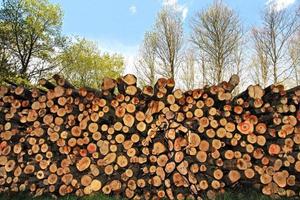 Những người mẫu khỏa thân giấu mình trong rừng vắng