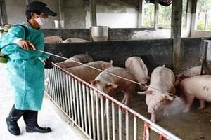 Hỗ trợ Yên Bái phòng chống dịch bệnh động vật 