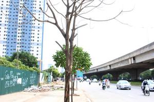 Hà Nội 'cấm cửa' doanh nghiệp trồng cây bị chết khô