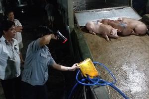 Bắt tại trận cơ sở bơm thức ăn vào heo