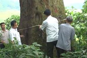 Cây Lim hơn 1.000 tuổi trở thành cây di sản