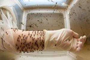 Phát hiện muỗi mang virus Zika tại Việt Nam